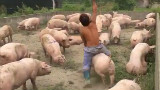 求猪的心理阴影面积.....